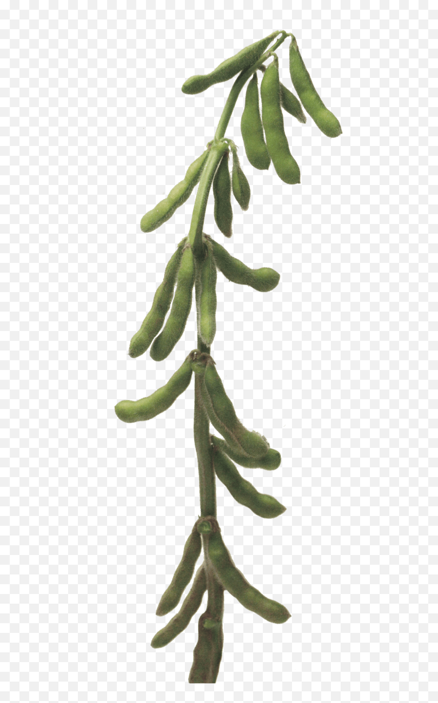 Food - Soybeans Transparent Soybean Plant Png Emoji,Soybean Clipart