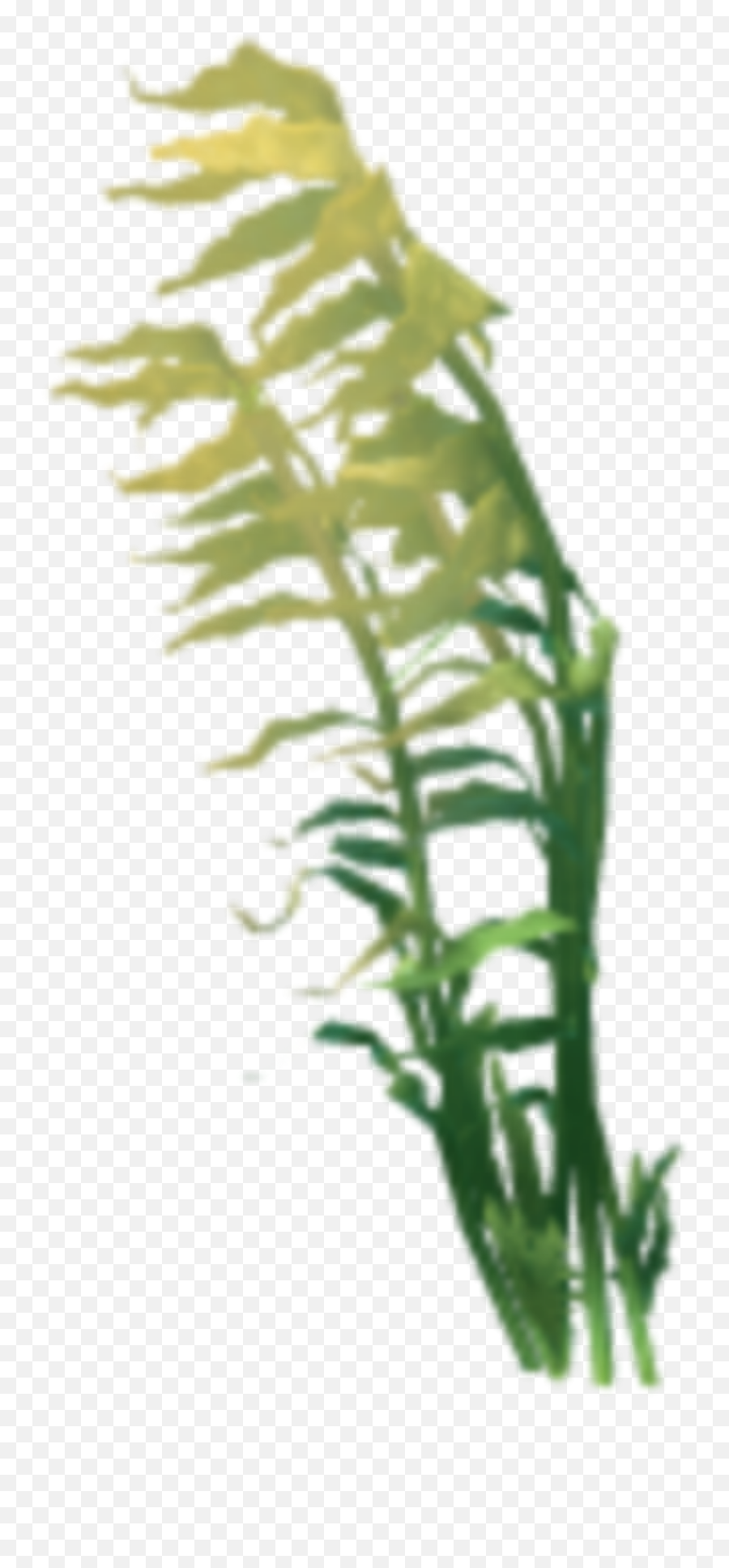 Coral Anemone Kelp Seaweed Sticker By Territales Emoji,Seaweed Transparent Background