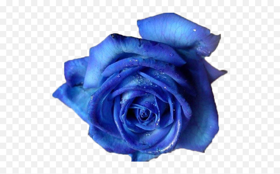 Blue Rose Transparent Background Png Png Arts - Crip Rose Emoji,Rose Transparent Background