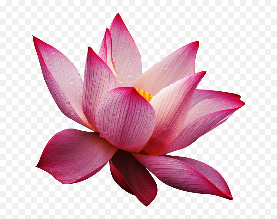 Lotus Flowers Png - Lotus Flower Wallpaper Free Download Lotus Png 4k Emoji,Lotus Flower Png