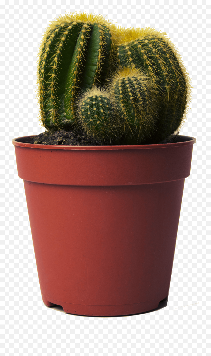 Cactus In Pot Png Transparent Png Image Emoji,Cactus Transparent Background