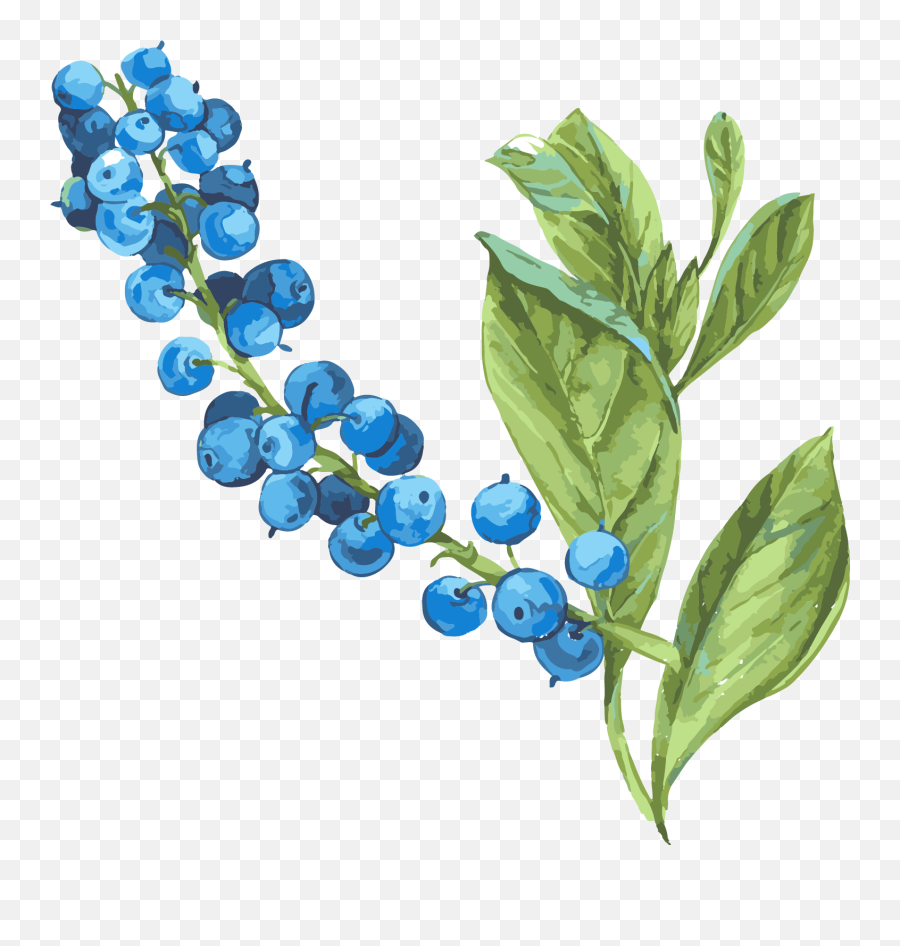 Berry Bush Png - Blueberries Transparent Background Vine Emoji,Blueberry Png