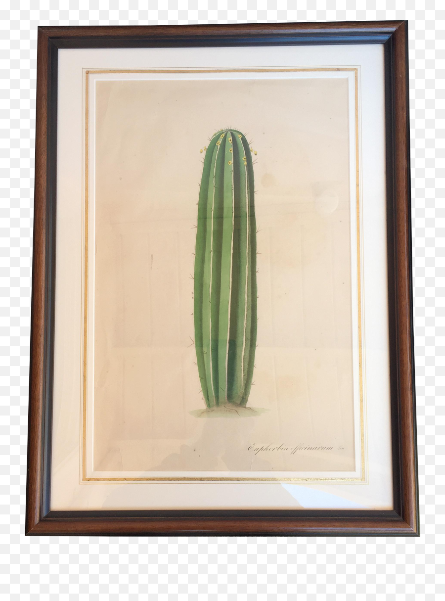 Late 18th Century Southwest Cactus Lithograph Framed Emoji,Watercolor Cactus Png
