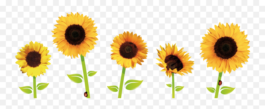 Sunflowers Png Transparent Images - Sunflowers Transparent Emoji,Sunflower Png