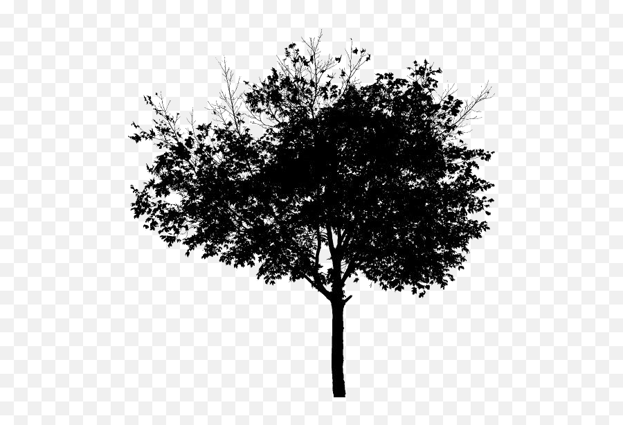 Black Isolated Tree Clipart Transparent Background Emoji,Tree Clipart Transparent