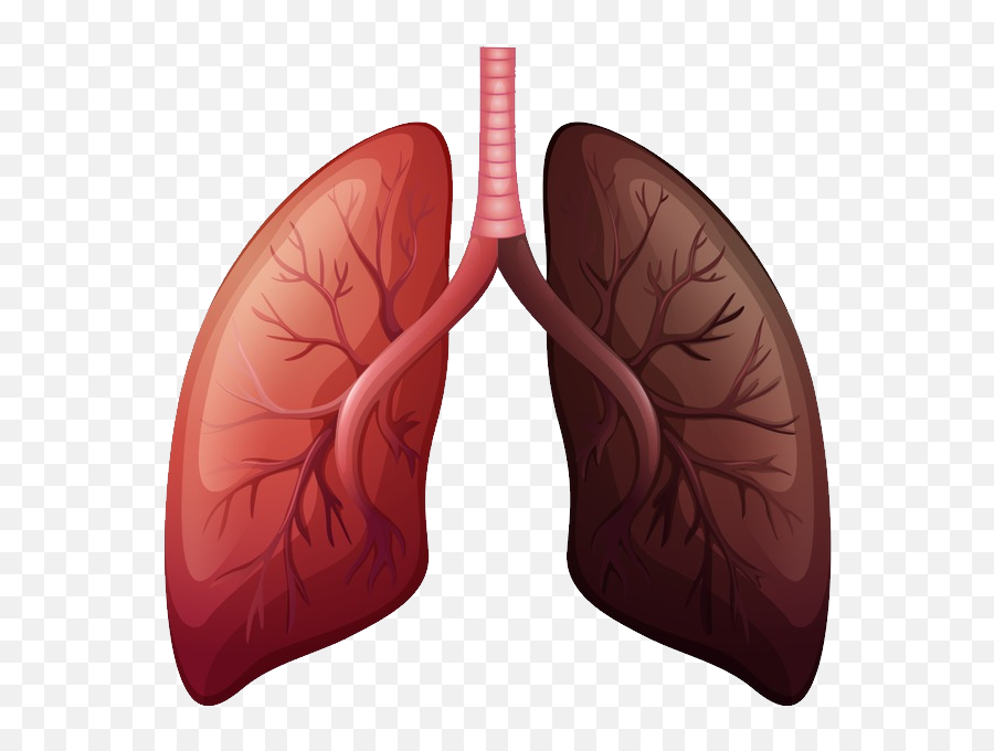 Lungs Png - Lung Cancer Png Emoji,Lungs Clipart