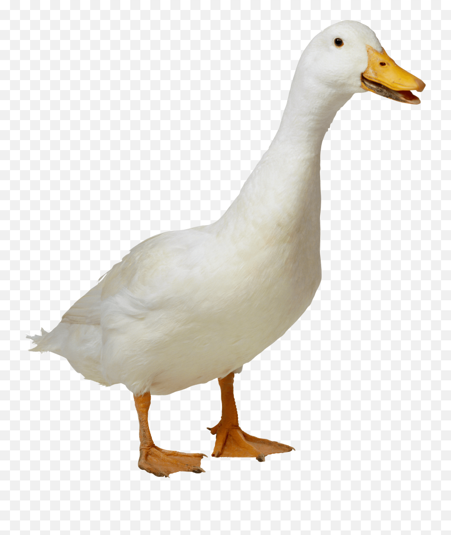 Goose Png Alpha Channel Clipart Images - Duck Transparent Png Emoji,Goose Clipart