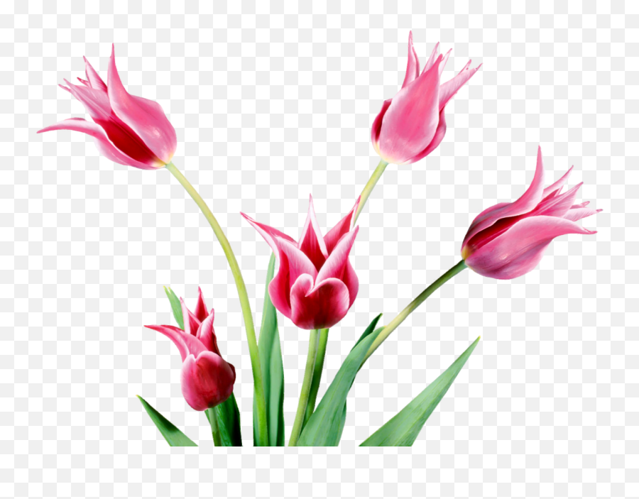 23 Clip Artspring Flowers Ideas Spring Flowers - Lady Tulip Emoji,Spring Flower Clipart