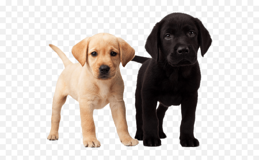 Cute Puppies Transparent Png - Cachorro Labrador Golden Retriever Emoji,Cute Png