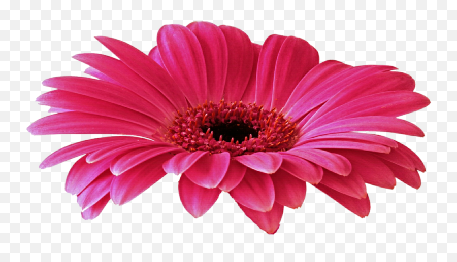 Daisy Png - Daisy Purple Png Picture Transparent Gerbera Lovely Emoji,Daisy Clipart