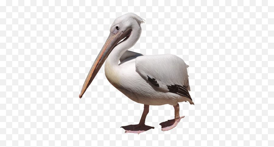 Download Pelican Free Png Transparent - Tube Png Oiseaux De Mer Emoji,Pelican Clipart