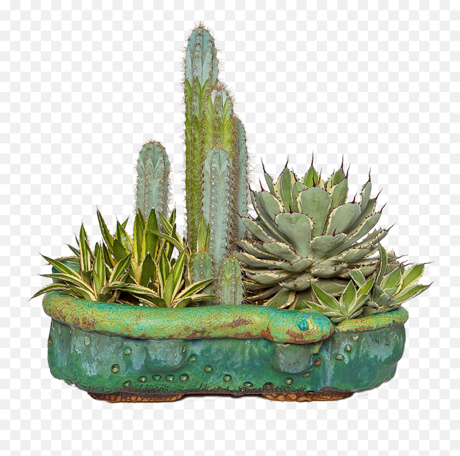Cactus Png - Cacti Succulents Png Emoji,Succulents Png
