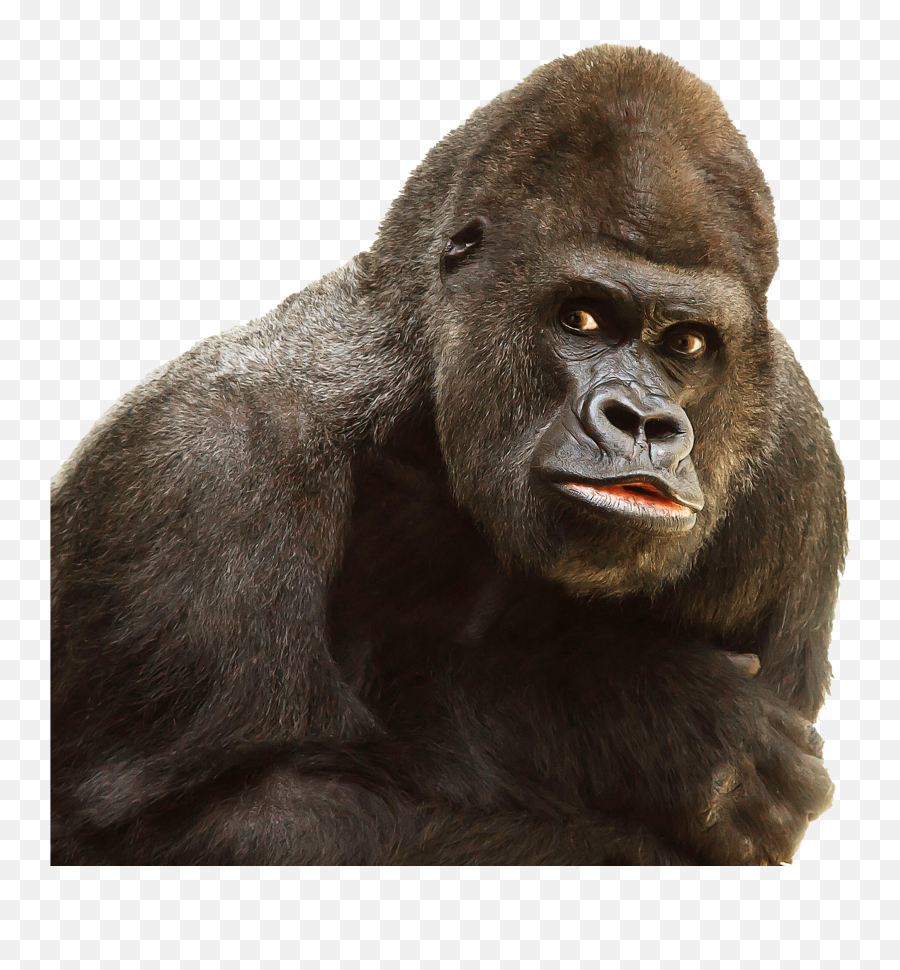 Gorilla Png Image - Gorilla Png Emoji,Monkey Png