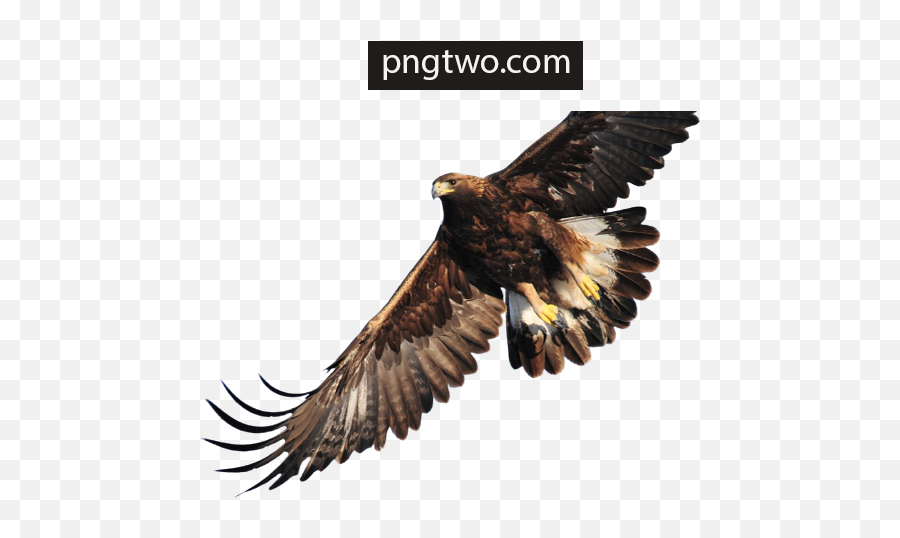 Golden Eagle Images Golden Eagle Transparent Png Golden Emoji,Eagles Logo Wallpapers