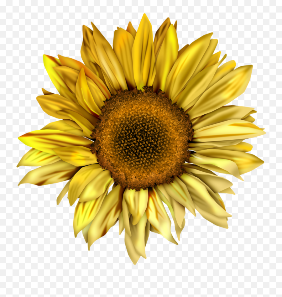 Clipart Royalty Free Sunflowers Clipart - Sunflower Watercolor Png Emoji,Sunflower Png
