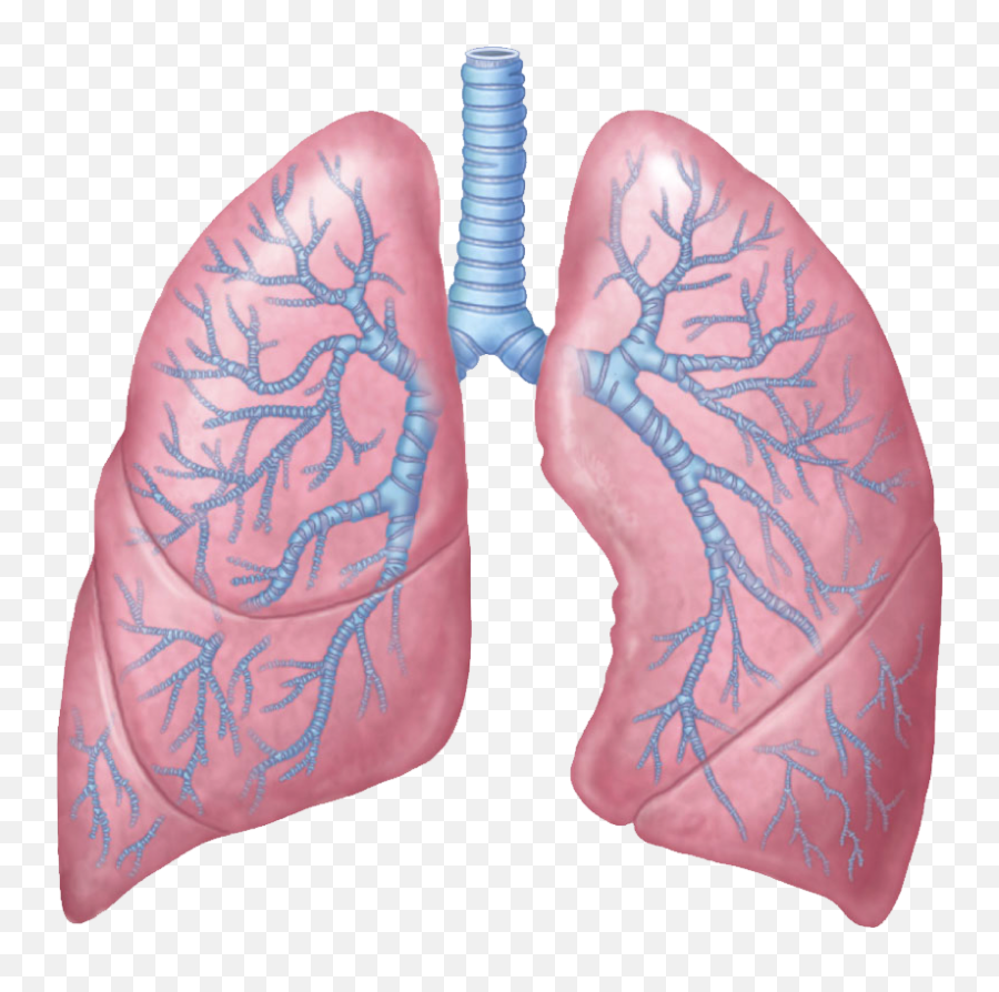 Free Lungs Png Transparent Images - Transparent Lungs Png Emoji,Lungs Clipart