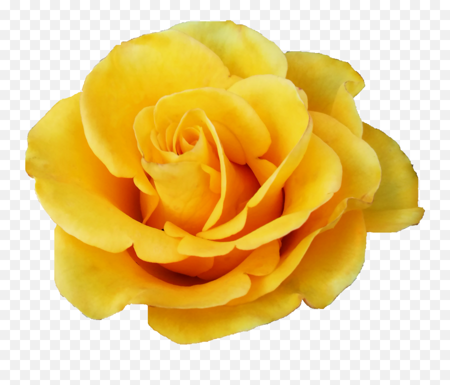 6 Yellow Rose Png Transparent Onlygfxcom - Transparent Background Yellow Rose Transparent Emoji,Rose Transparent Background