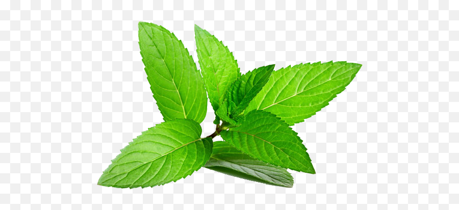 Download Herb Menthol Leaf Plant - Menthe Png Emoji,Mint Png