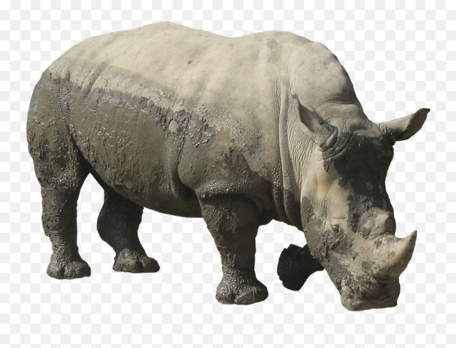 Rhino Png Picture 37645 - Web Icons Png Emoji,Rhinoceros Clipart