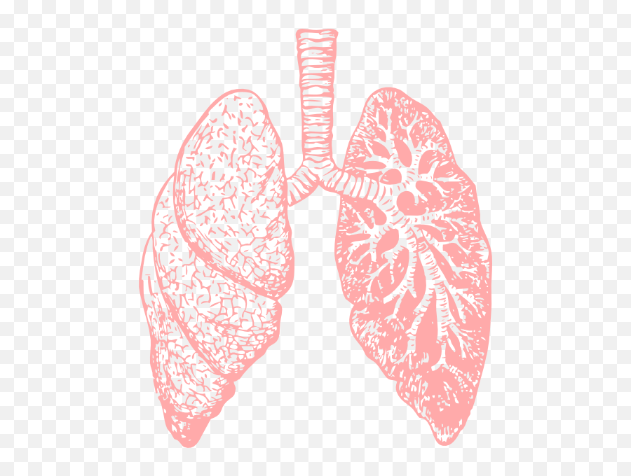 Lungs Clip Art At Clker - Lungs Png Transparent Emoji,Lungs Clipart