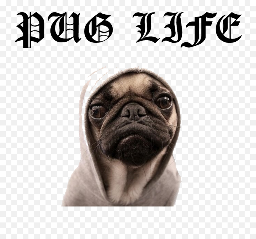 Pug Life Png File Emoji,Pug Clipart