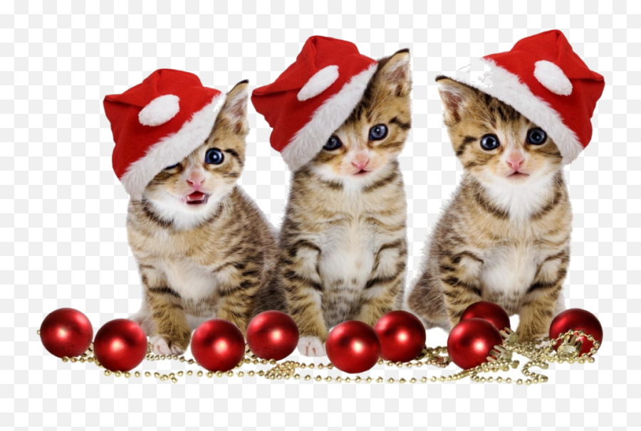 Christmas Kitten Png Image - Merry Christmas Wishes Kitten Emoji,Kitten Png