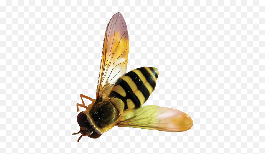 Bee Transparent Background Free Png Emoji,Bee Transparent