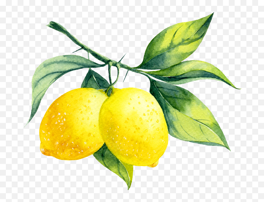 5 Ways To Make The Best Of Lemon - Watercolor Lemon Illustration Emoji,Lemon Transparent Background