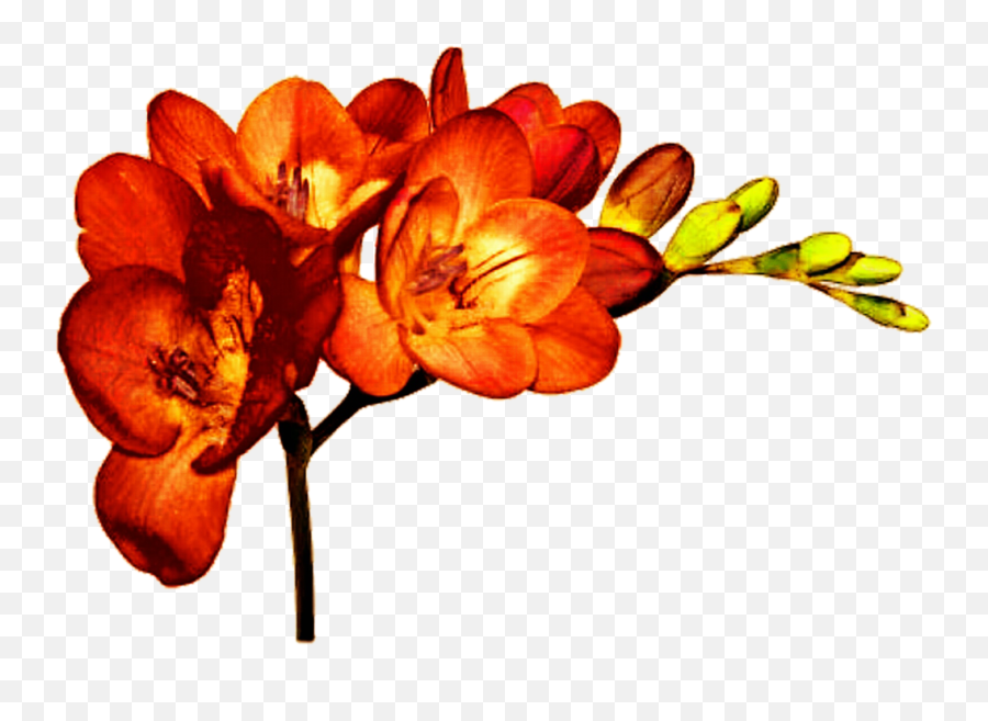 Cut Flowers Plant Freesia Alba Bulb Emoji,Orange Flowers Png