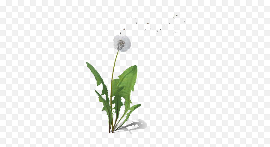Dandelion Clipart - Common Dandelion Emoji,Dandelion Clipart