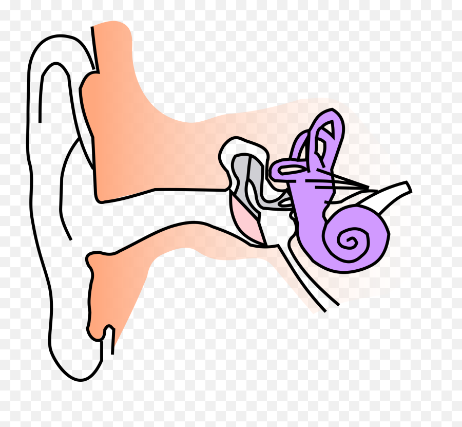 Ear Clipart Anatomy - Part Of The Ear Clipart Emoji,Ear Clipart