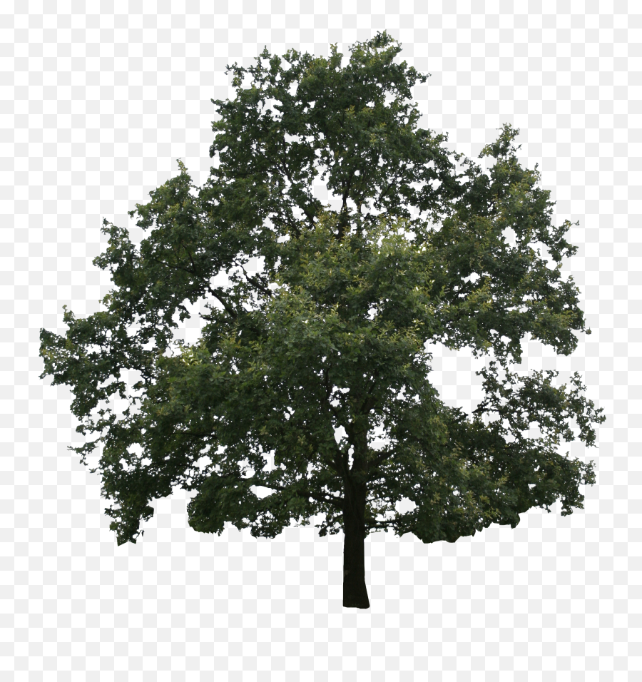 Green Oak Tree Png Clipart Png All - Oak Emoji,Tree Png