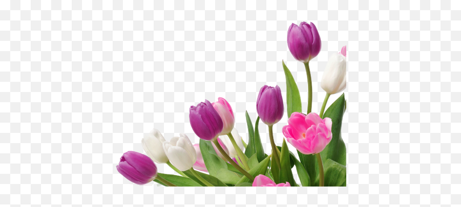 White Flowers Transparent Background Ribbon Graphics - Background Bunga Tulip Png Emoji,Flowers Transparent Background