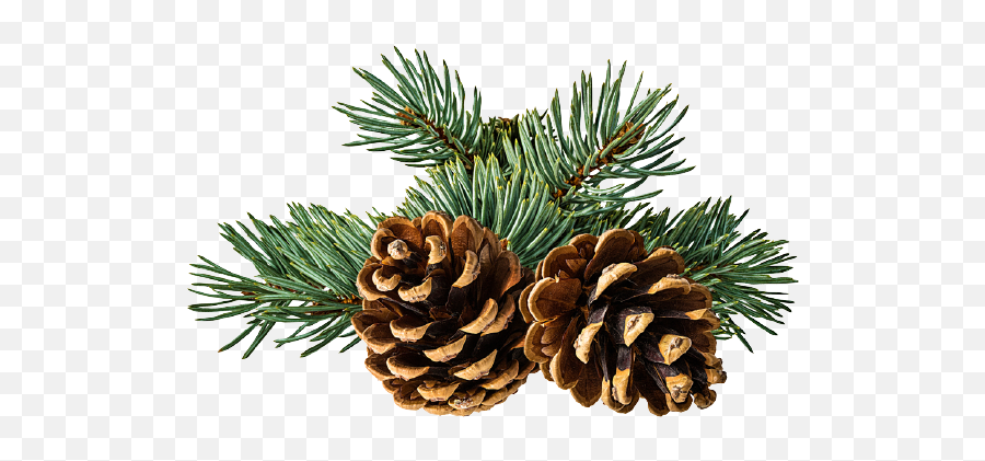 Free Pine Cone Png Images Transparent Background Free Emoji,Free Transparent Background Images