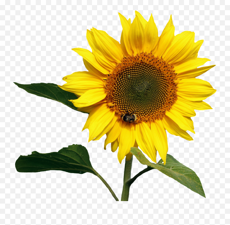 Sunflower Png Images - Sunflower Transparent Emoji,Sunflower Png