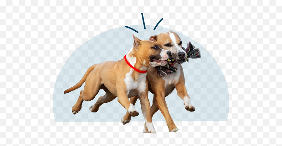 Whatu0027s Your Dogu0027s Play Style Emoji,Target Logo Dog