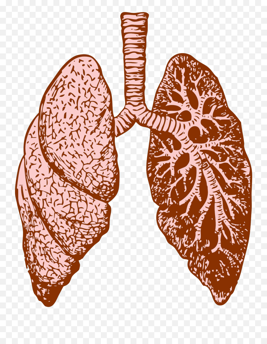 Lungs Png Clipart - Cystic Fibrosis Lungs Emoji,Lungs Clipart