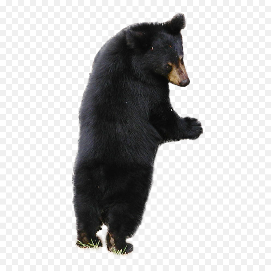 Bear Png Alpha Channel Clipart Images - Small Bear With No Background Emoji,Bear Transparent