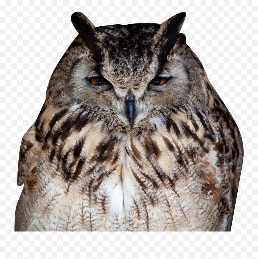 Download Free Png Owl Closeup Transparent Background Png - Eastern Screech Owl Emoji,Owl Transparent Background
