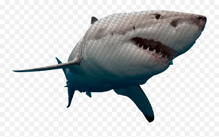 Shark Tank Competition 2020 - Great White Shark Hd Png Emoji,Shark Logos