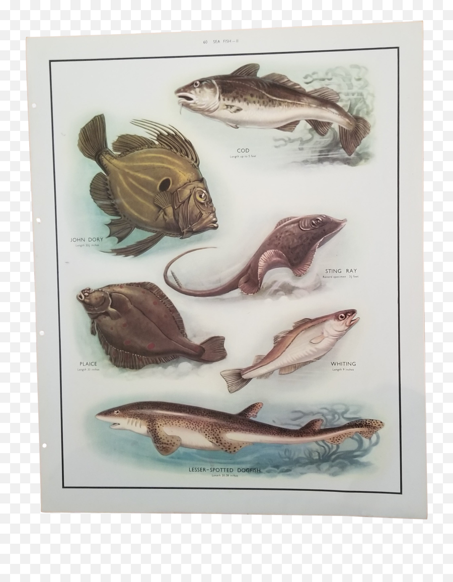 Vintage School Poster Of Fish Types - Fishes Emoji,School Of Fish Png