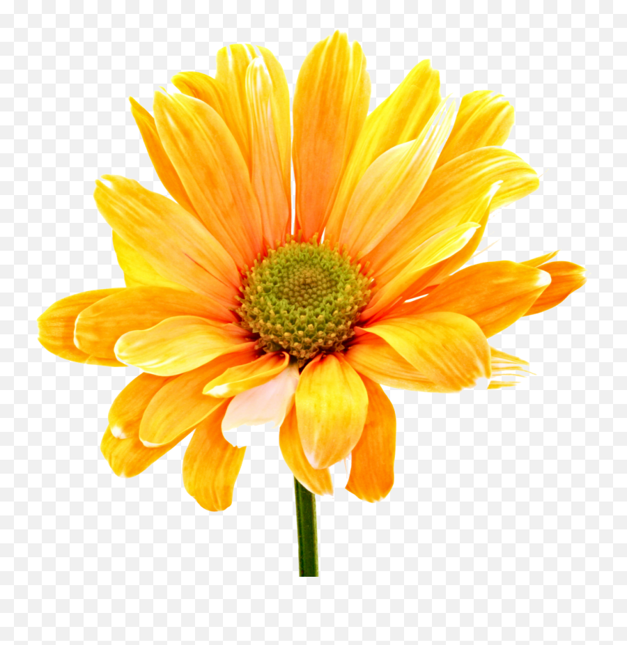 Download Flower Free Png Transparent Image And Clipart - Transparent Background Orange Flowers Png Emoji,Flowers Transparent Background