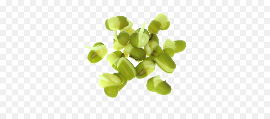 Mung Bean Sprout - Sprouted Moong Png Emoji,Sprout Png