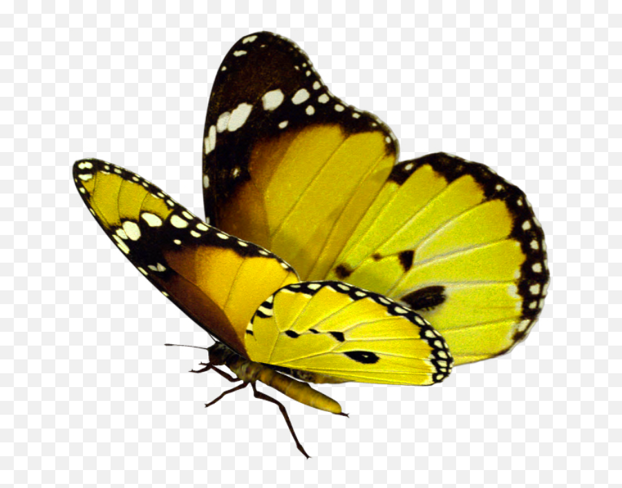 Download Yellow Butterfly Png Emoji,Yellow Butterfly Png
