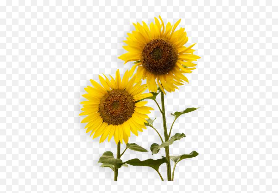 Transparency Sunflower Png - Sunflower Emoji,Sunflower Png