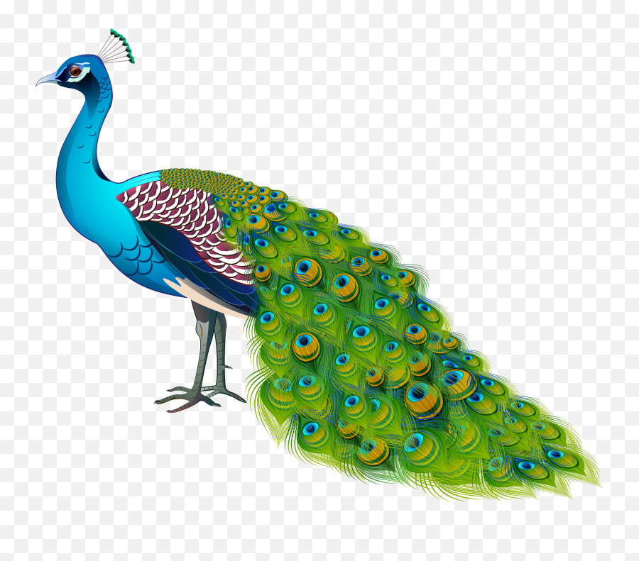 Picture - Transparent Background Peacock Clipart Emoji,Peacock Clipart