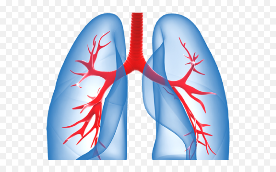Transparent Background Lungs Clipart - Transparent Lung Clip Art Emoji,Lungs Clipart
