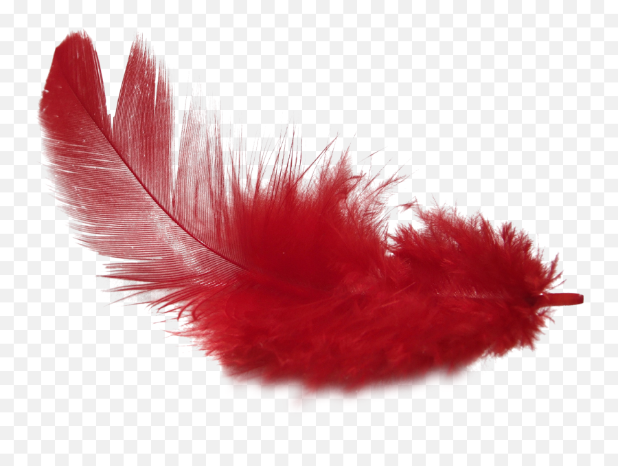 Red Feather Png Hd Quality Images Free - Transparent Red Feather Png Emoji,Feather Png