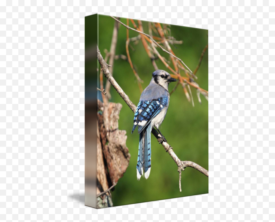 Blue Jay Mosaic Tail Feathers By Michele Miller Emoji,Blue Jay Png