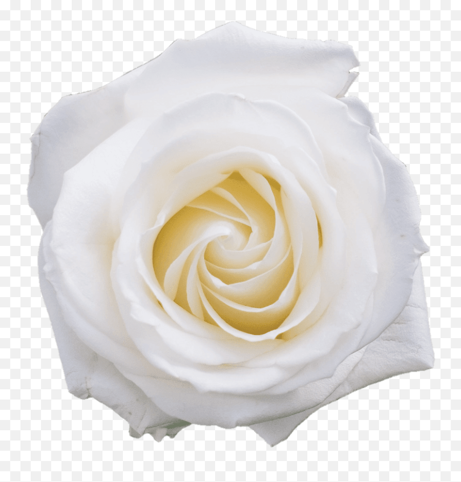 Top Png Flower Flowers Clipart Emoji,White Roses Png